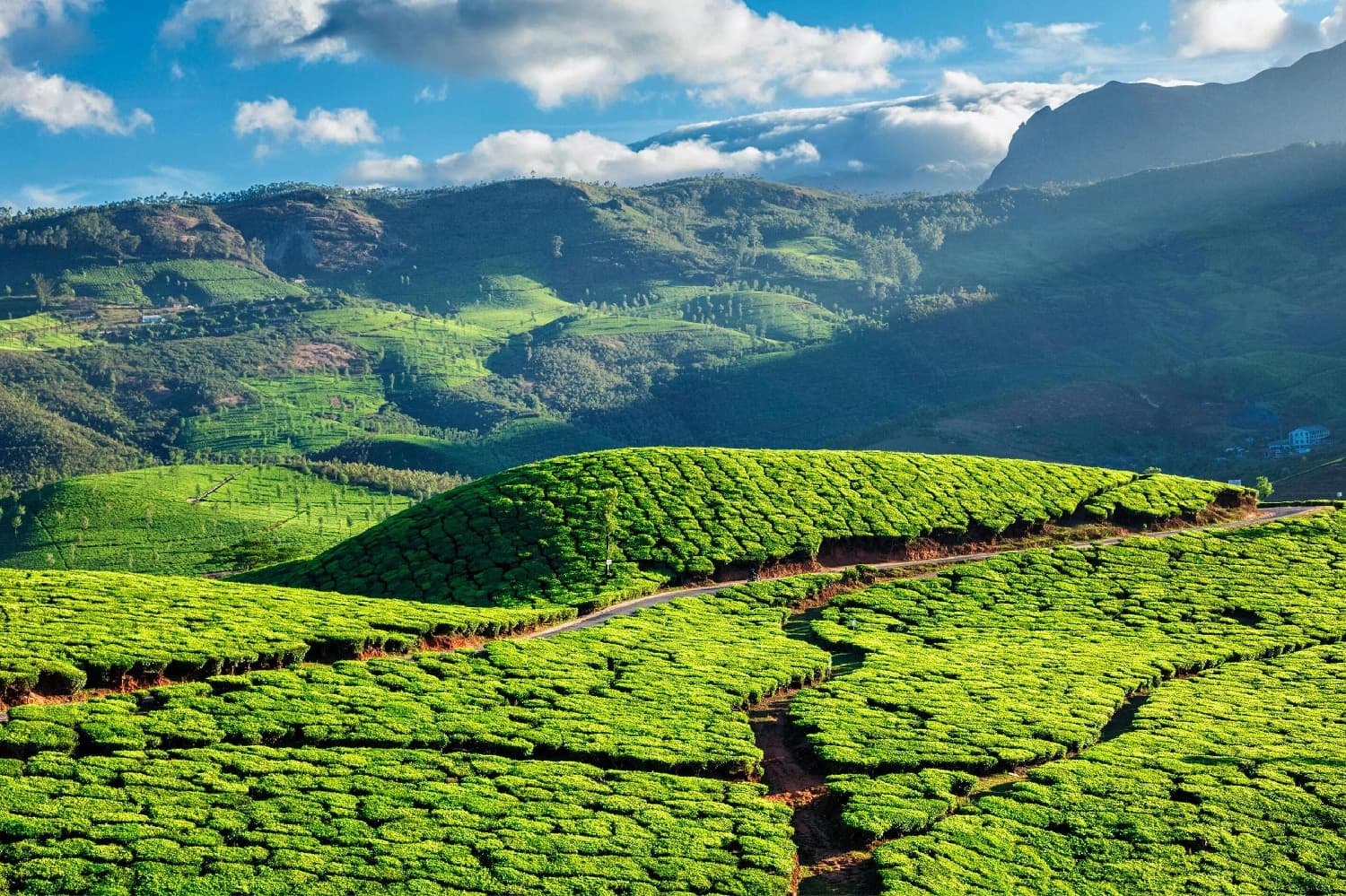 Majestic Kerala Honeymoon Bliss — 5 nights, 6 days covering Cochin, Munnar, Alappuzha, Kovalam, Trivandrum