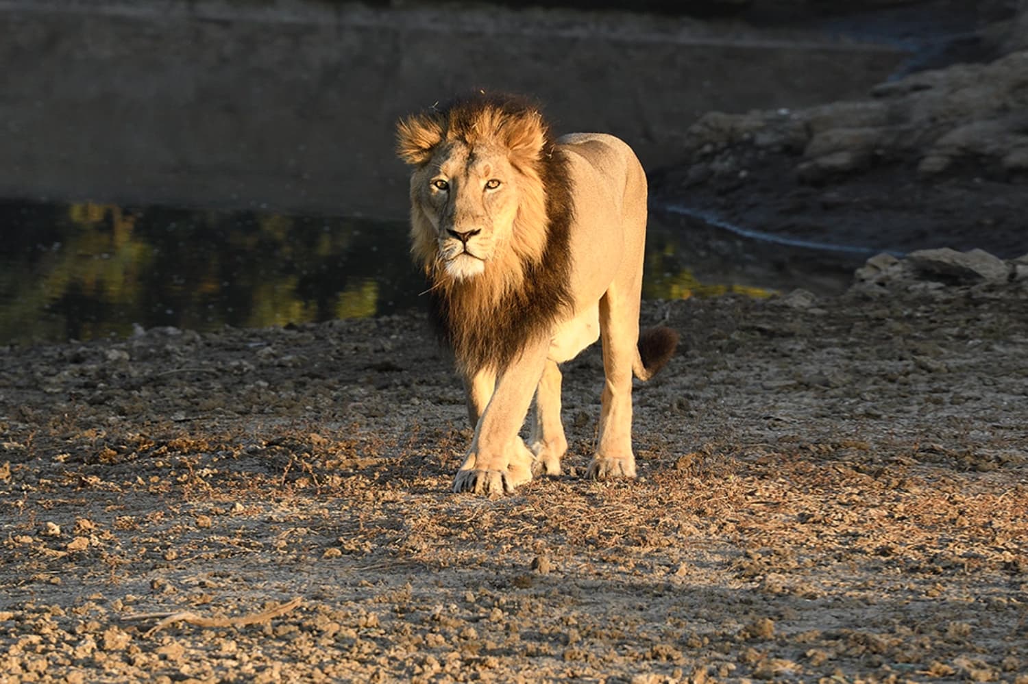 Wildlife, Beach & Heritage of Gujarat — 4 nights, 5 days covering Rajkot, Jamnagar, Dwarka, Bet Dwarka, Porbandar, Somnath, Sasan Gir, Rajkot