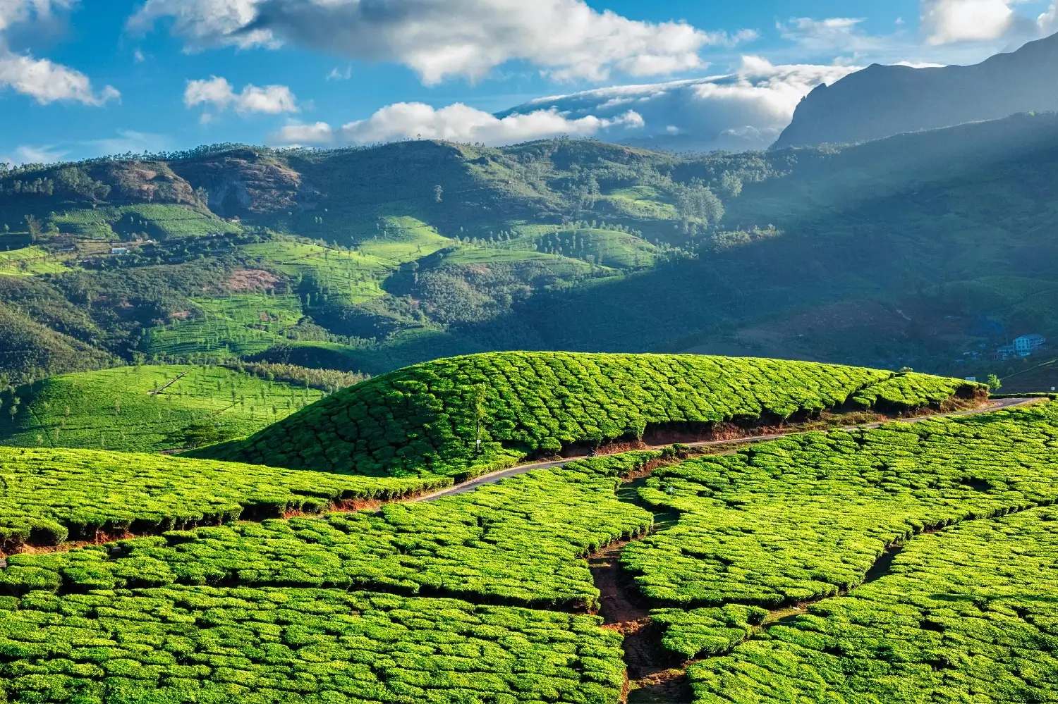 Majestic Kerala Honeymoon Bliss — 5 nights, 6 days covering Cochin, Munnar, Alappuzha, Kovalam, Trivandrum