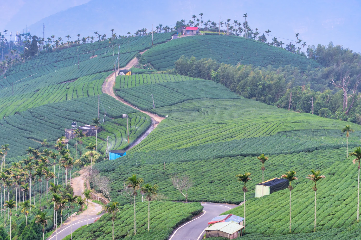 Family Holiday to Munnar & Alleppey — 3 nights, 4 days covering 3N Kerala